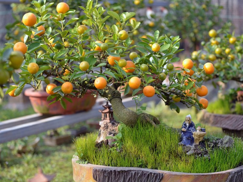 Cây Cảnh Ngày Tết Cây Cảnh Ngày Tết